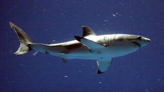 žralok biely 1140 (SITA AP)